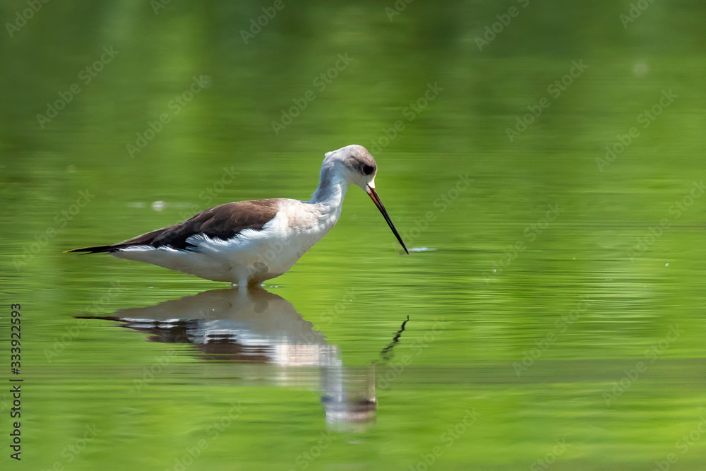 Fototapeta premium Image of Black-winged Stilt (Himantopus himantopus) are looking for food. Bird. Wild Animals.