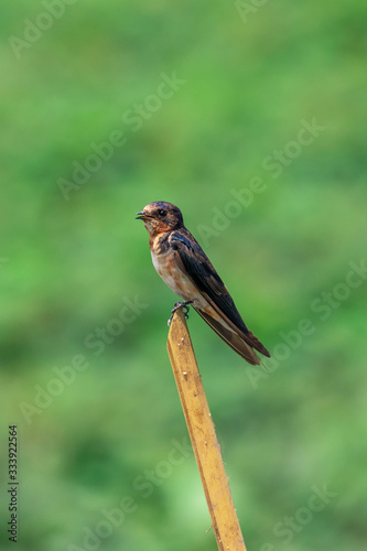 Image of barn swallow bird (Hirundo rustica) on a branch on the natural background. Bird. Animal.
