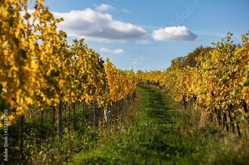 Fototapeta Naklejka Na Ścianę i Meble -  autumn vineyards rows