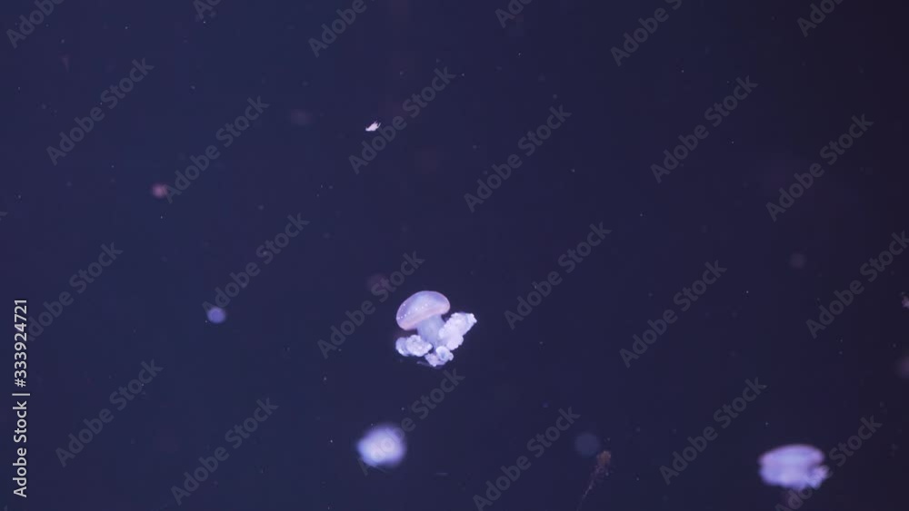 Phyllorhiza punctata known as the floating bell, Australian spotted ...