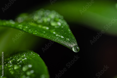 Close-up of a leaf and water drops on its background.