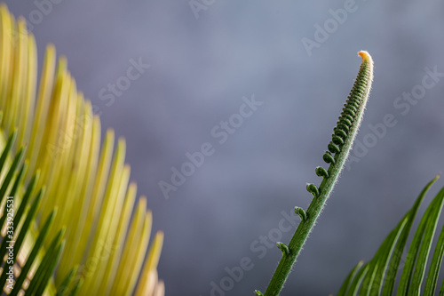 Cycad or Cycadales leaf. Nature garden concept.
