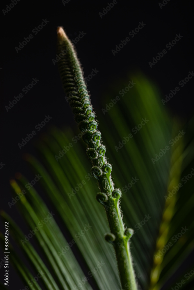 Cycad or Cycadales leaf. Nature garden concept. Cycad or Cycadales leaf. Nature garden concept.