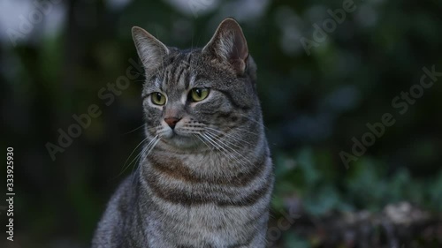 CLOSE UP GRAY CAT LOOKS AROUND IN THE GARDEN
