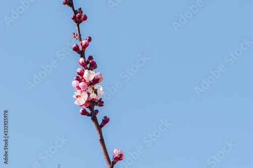 Beautiful peach tree flowers in blossom with deep colorful blue sky. Parts of image are blured due to shallow depth of field and large focal length
