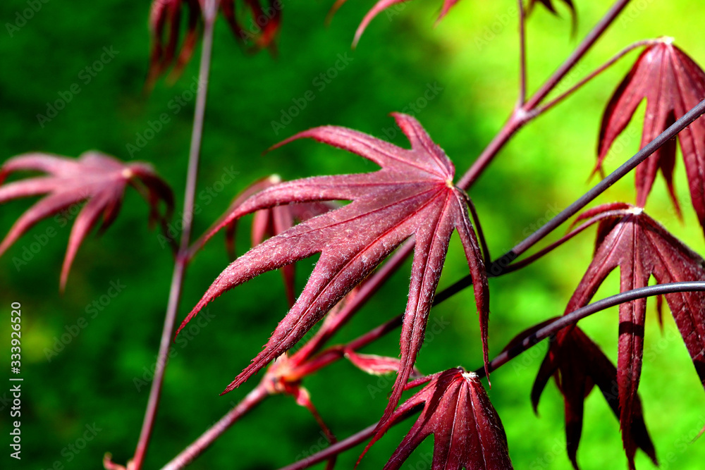 Closeup of the red leaves of a Japanese acer palmatum Closeup of the red leaves of a Japanese acer palmatum
