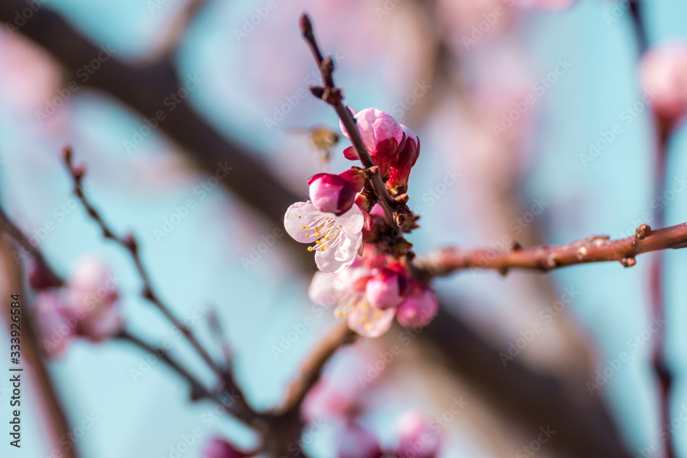Beautiful peach tree flowers in blossom with deep colorful blue sky. Parts of image are blured due to shallow depth of field and large focal length Beautiful peach tree flowers in blossom with deep colorful blue sky. Parts of image are blured due to shallow depth of field and large focal length