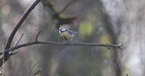 mésange bleue mangeant une graine en contre jour