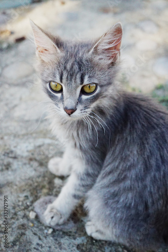 gray fluffy kitten with green eyes sits on the road