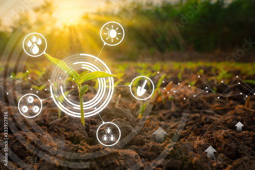 Sapling mung bean in agriculture garden with light shines sunset and with modern technology concepts