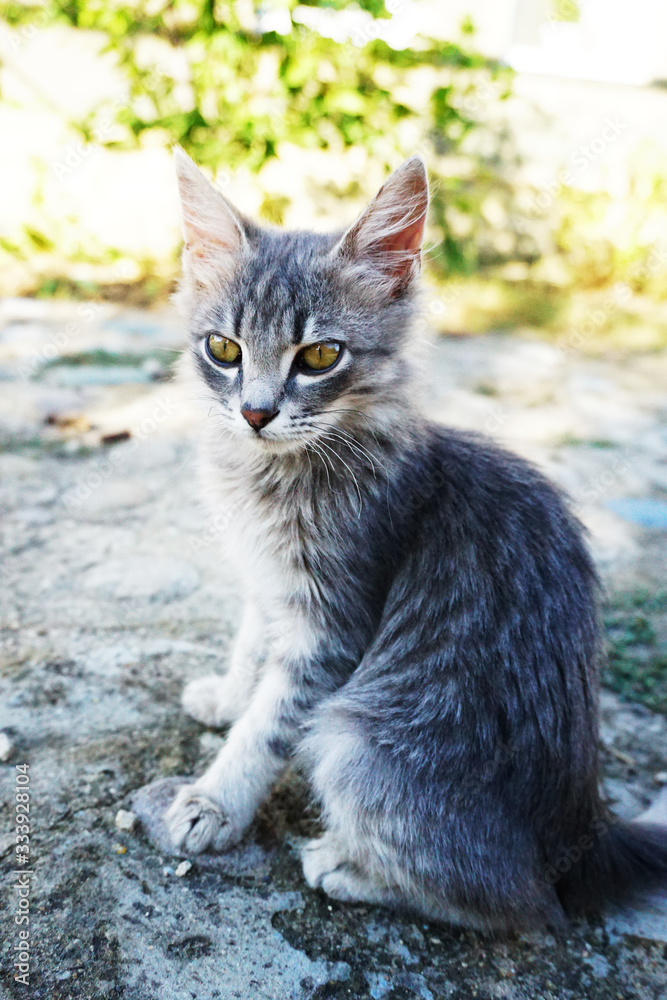 gray fluffy kitten with green eyes sits on the road gray fluffy kitten with green eyes sits on the road