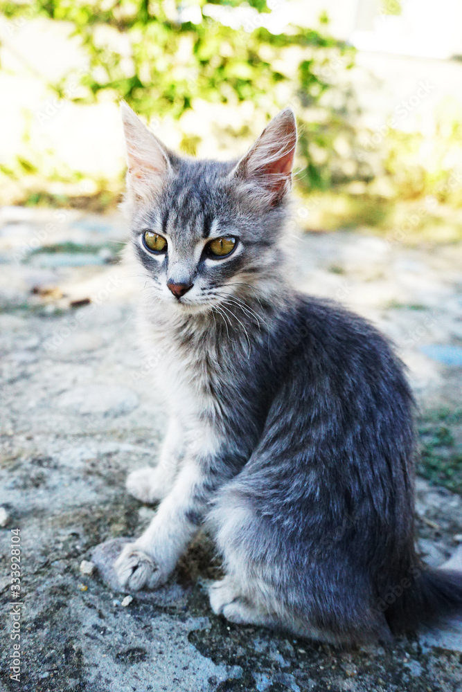 gray fluffy kitten with green eyes sits on the road