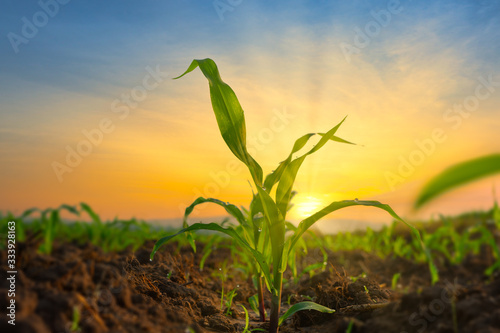 Maize seedling in the agricultural garden with the sunset, Growing Young Green Corn Seedling