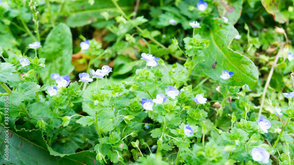 青と白のコントラストが綺麗な小さな花 青と白のコントラストが綺麗な小さな花