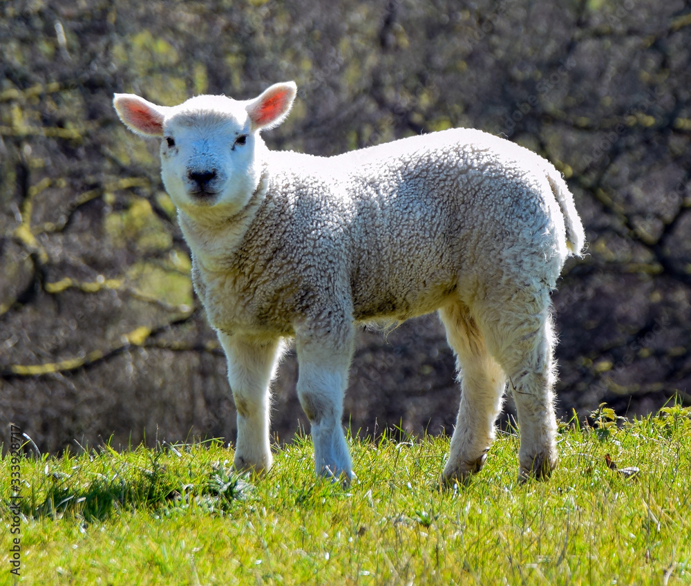 Lamb Lamb