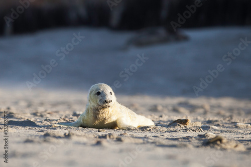 Helgoland