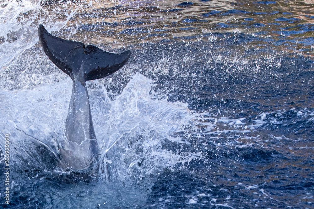 Fototapeta premium Splashing Delphine