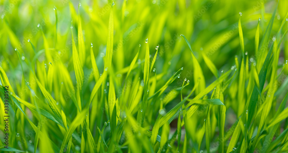 Obraz premium Cu new wheat with dew