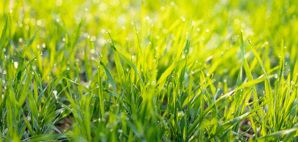 Obraz premium Cu new wheat with dew