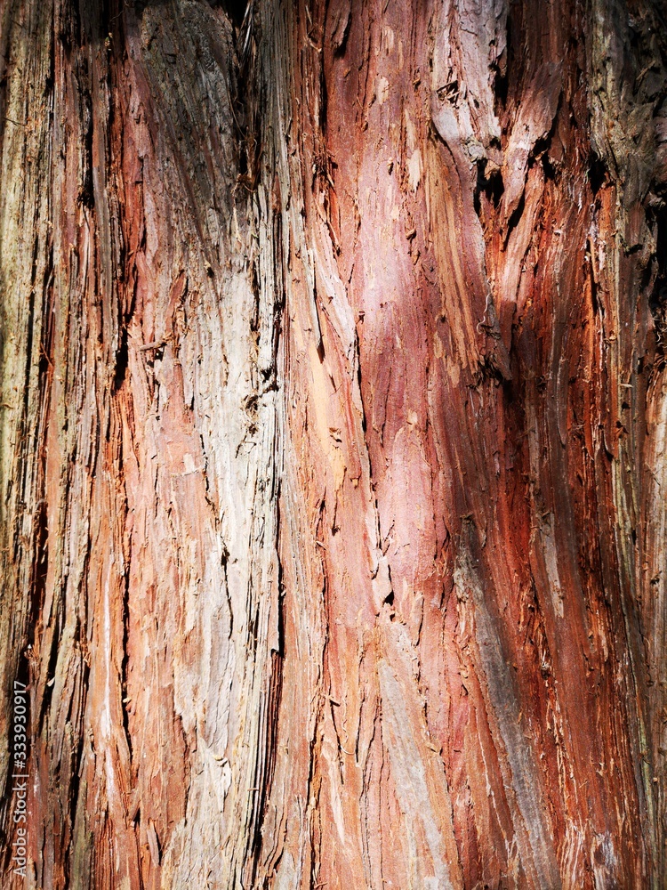 Obraz premium rote Baumrinde Hintergrundbild