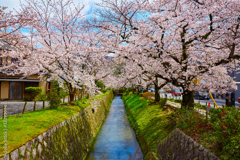 桜35 桜35