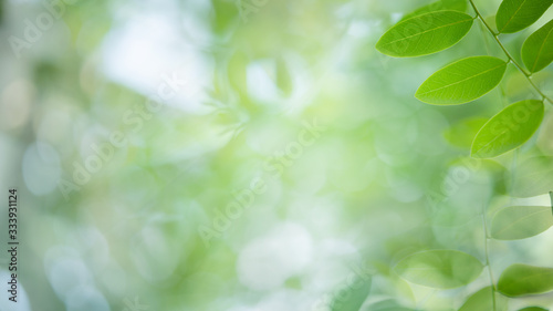Fresh green leaves in sunlight for nature banner and cover background with copy space.