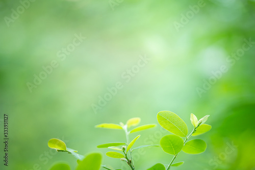 Fresh green leaves in sunlight for nature background with copy space.