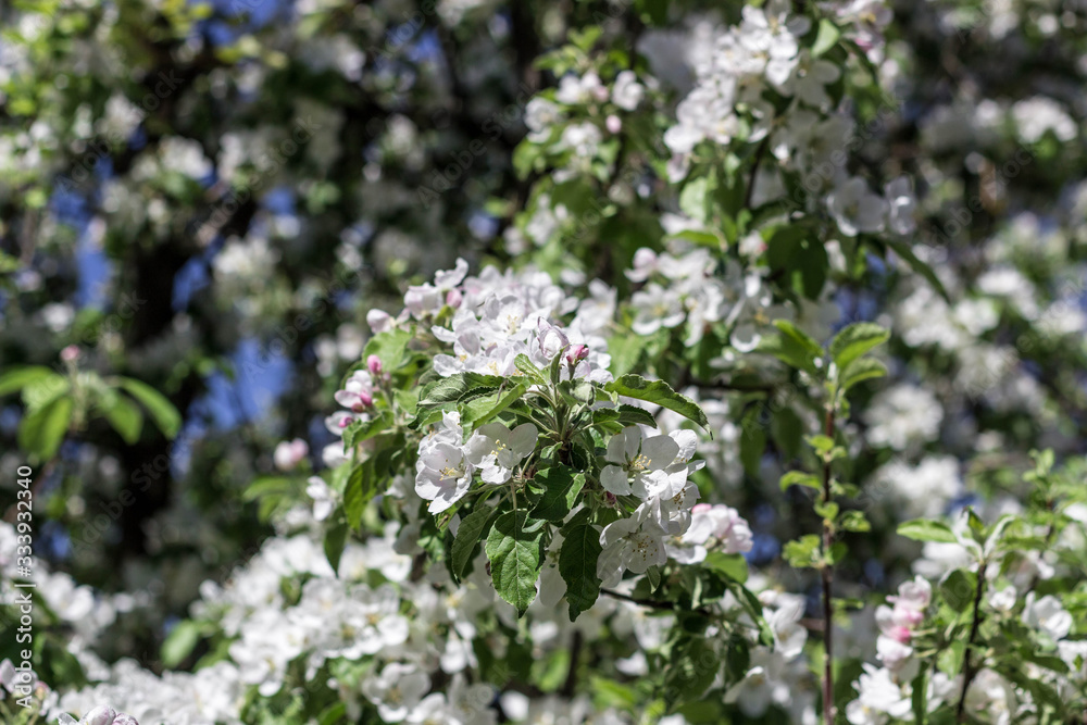 apple tree flowering apple tree flowering