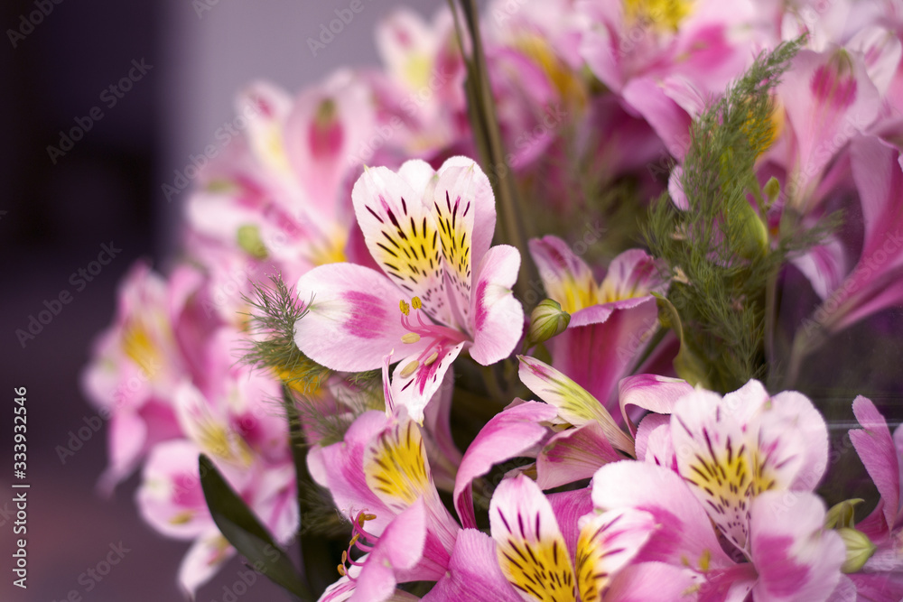 Colorful Alstroemeria flowers. A large bouquet of multi-colored alstroemerias in the flower shop are sold in the form of a gift box. The farmer's market. Close up.