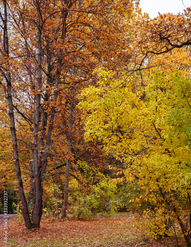 the autumn landscape of the park, surrounded by yellow, brown leaves, the trees are partially leafless as they cover the ground.