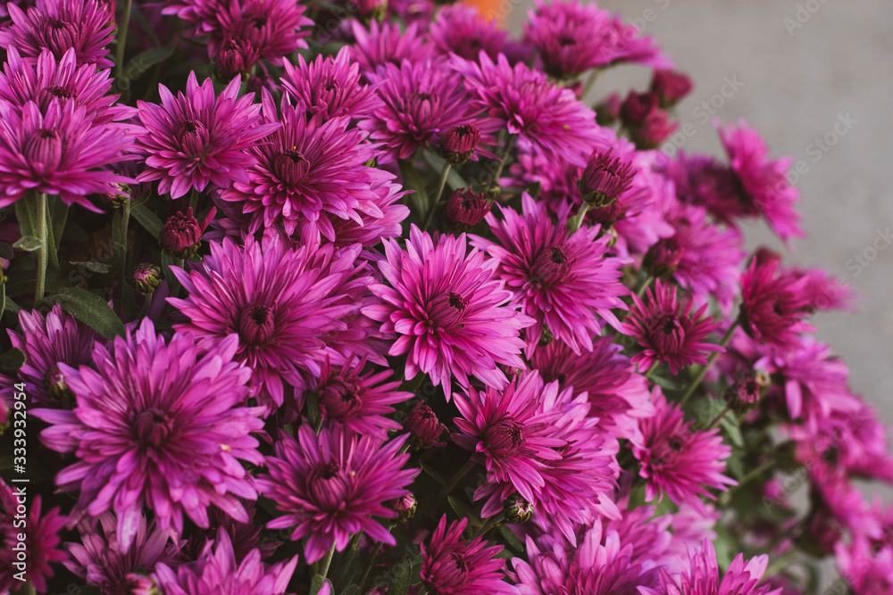 Beautiful bouquet of flowers in the box. A bouquet of flowers close-up. Asters burgundy color. Beautiful bouquet of flowers in the box. A bouquet of flowers close-up. Asters burgundy color.