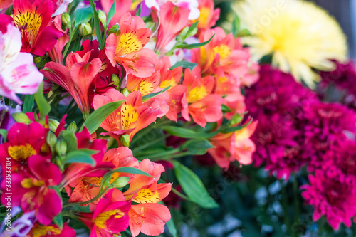 Colorful Alstroemeria flowers. A large bouquet of multi-colored alstroemerias in the flower shop are sold in the form of a gift box. © liubovi samoilova