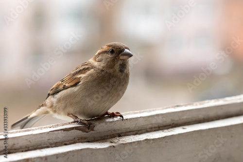 Fotografía City Sparrow, female, on the balcony.