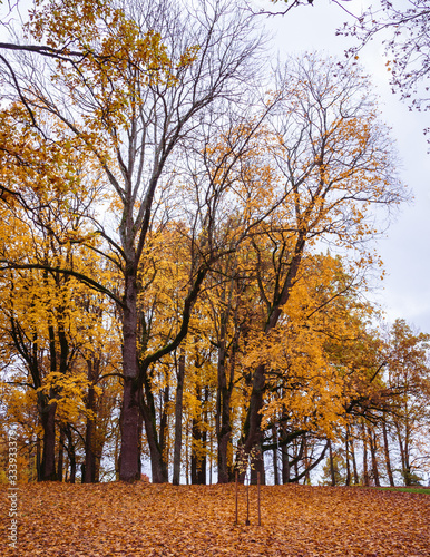 the autumn landscape of the park  surrounded by yellow  brown leaves  the trees are partially leafless as they cover the ground.