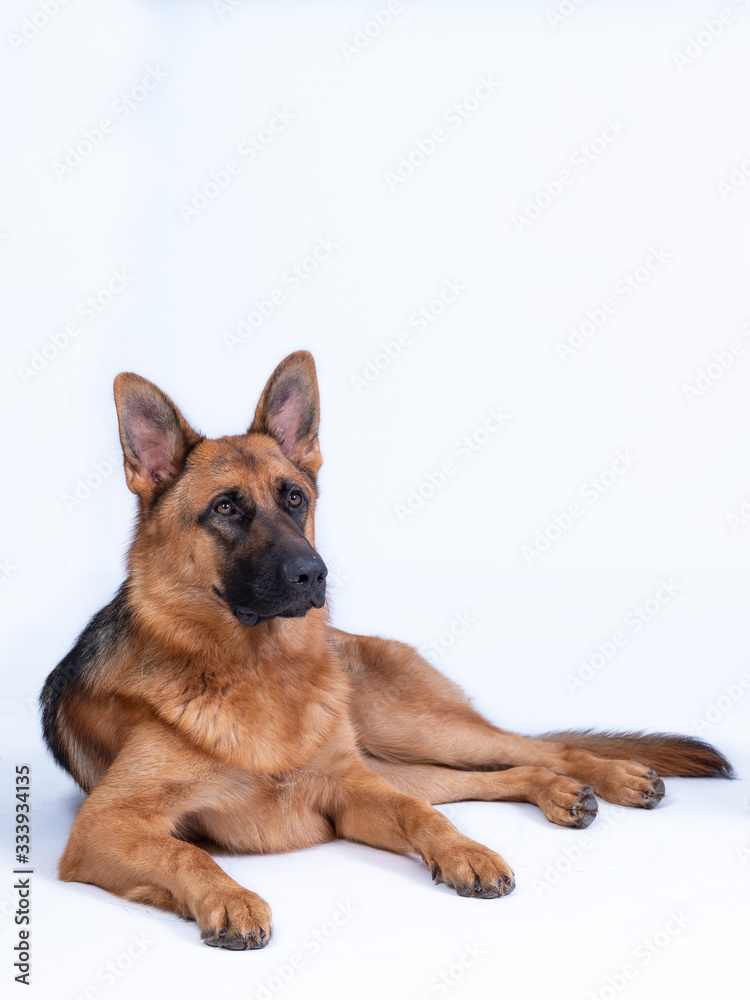 Portrait of a large German Shepherd, 3 years old, full body, lie down on white background, copy-space