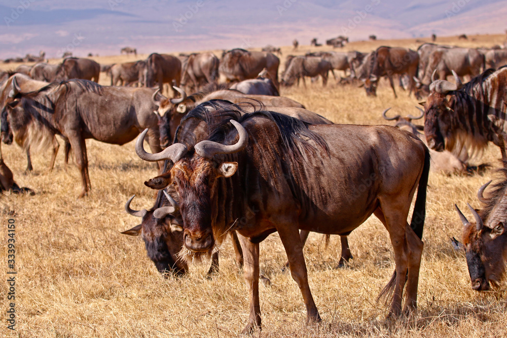 Wildebeest in serengeti national park tanzania africa
