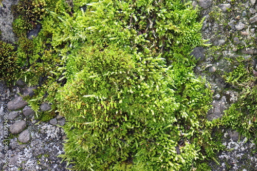 Fototapeta Naklejka Na Ścianę i Meble -  岩場に生える植物