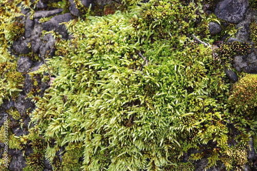 Fototapeta Naklejka Na Ścianę i Meble -  岩場に生える植物