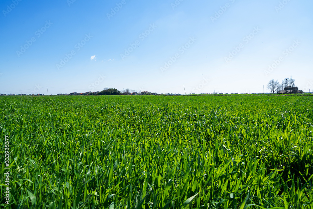 Farmland under blue sky and white clouds Farmland under blue sky and white clouds
