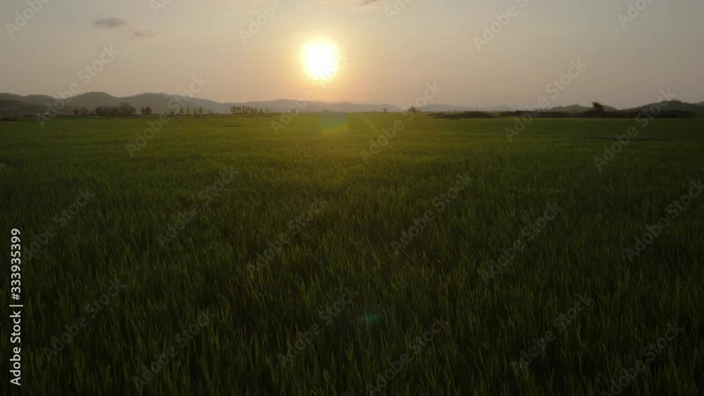 Landscape rice green field during sunset in Vietnam, agriculture concept. Rice field green grass cloudy landscape background. Rice field and sky background at sunset time with sun rays. Landscape rice green field during sunset in Vietnam, agriculture concept. Rice field green grass cloudy landscape background. Rice field and sky background at sunset time with sun rays.