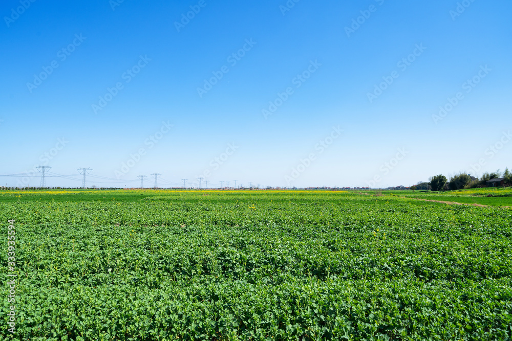 Farmland under blue sky and white clouds