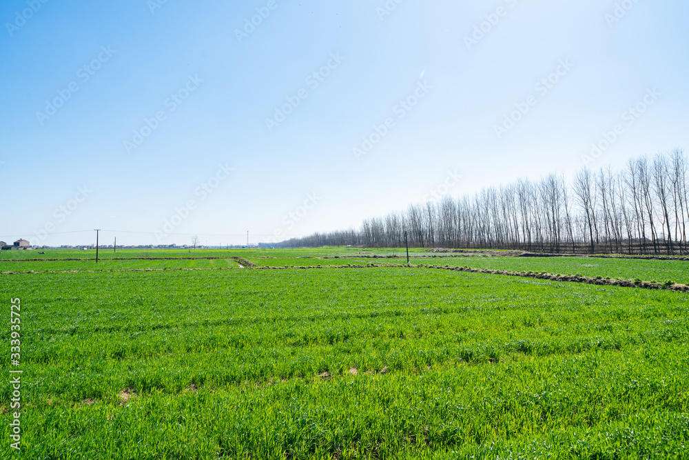 Fototapeta premium Farmland under blue sky and white clouds