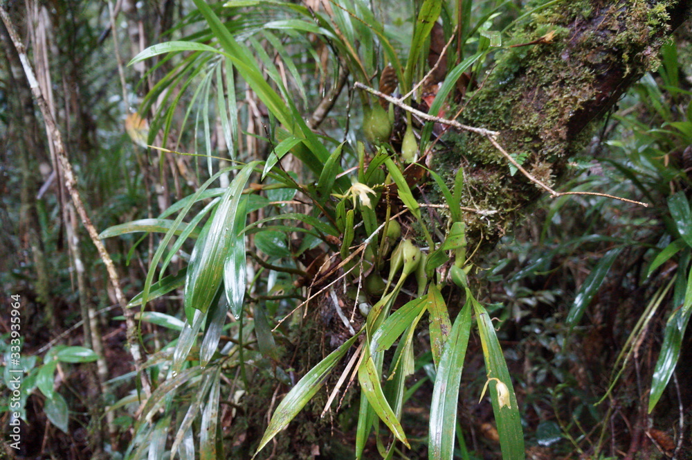 Kinabalu Nature Park is a nature park aimed at protecting the mountain area centered on three mountains. It is a national park in Malaysia and was listed as a UNESCO World Heritage Site in 2000.