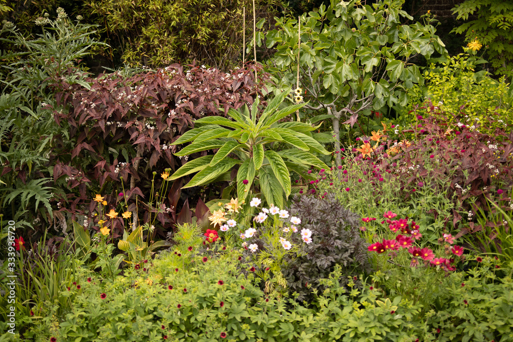 yellow flowers small in medow 2019 summer spring