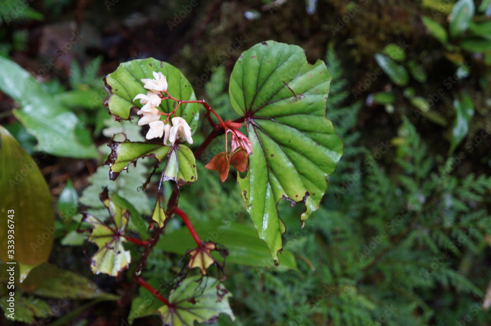 Kinabalu Nature Park is a nature park aimed at protecting the mountain area centered on three mountains. It is a national park in Malaysia and was listed as a UNESCO World Heritage Site in 2000.
