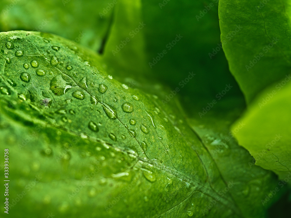 It is green and juicy lattuce dotted drops rain. It is green and juicy lattuce dotted drops rain.