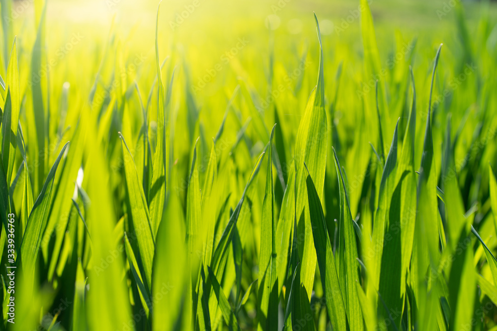 Cu new wheat with dew Cu new wheat with dew