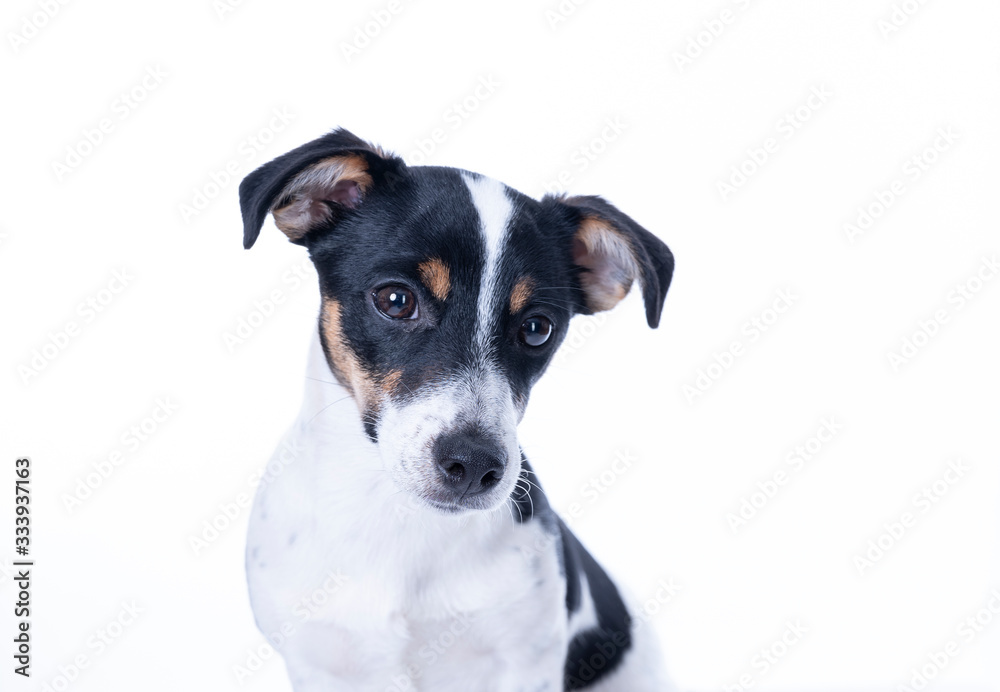 Brown, black and white Jack Russell Terrier posing in a studio, the dog looks straight into the camera, headshot, isolated on a white background, copy space