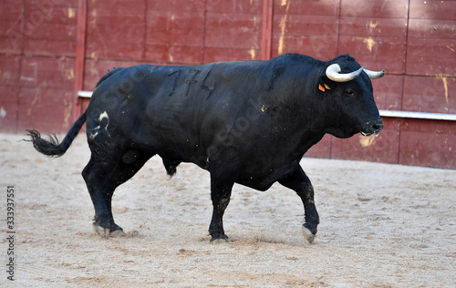 toro español con grandes cuernos en un tradicional espectáculo de toreo