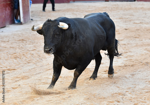 toro español con grandes cuernos en un tradicional espectáculo de toreo